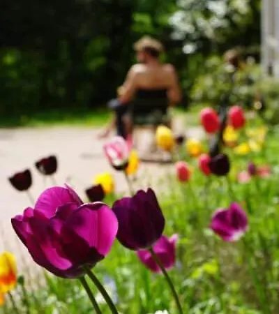 Seegut Blaue Blume *